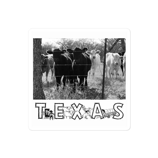 Texas Cows Sticker